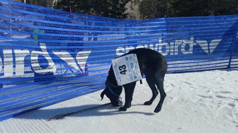 Undisputed K9 Division Champ Koko.
